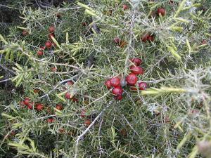 Juniperus oxycedrus