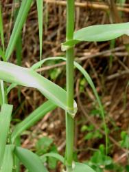 Arundo donax