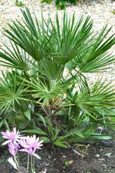 Chamaerops humilis