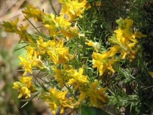 Genista hirsuta