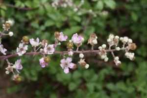 Rubus ulmifolius