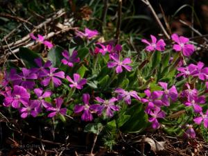 Silene diclinis